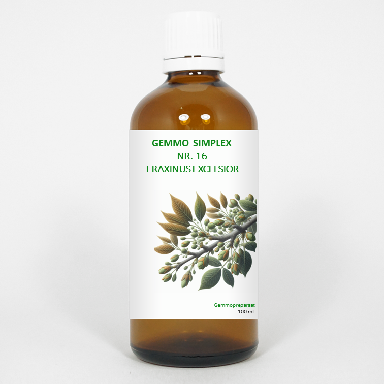 Balancepharma Gemmo simplex 16 fraxinus excelsior 100 Milliliter
