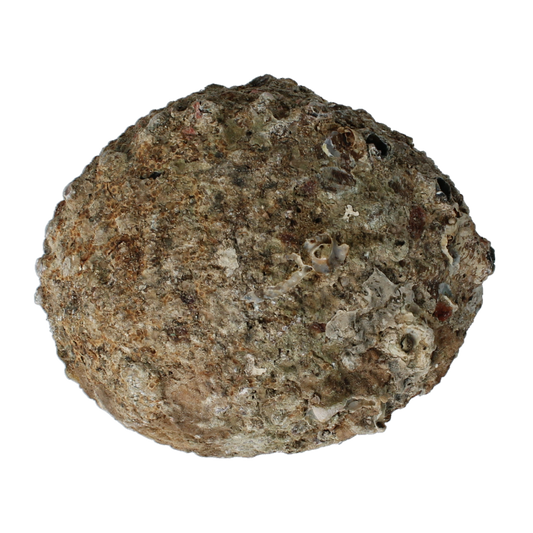 Alchemia Abalone schelpen 1 Stuks