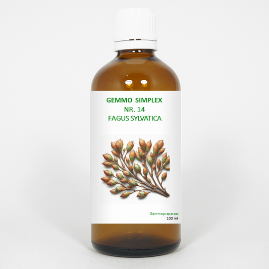 Balancepharma Gemmo simplex 14 fagus sylvatica 100 Milliliter