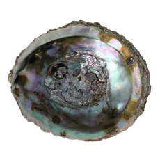 Alchemia Abalone schelpen 1 Stuks