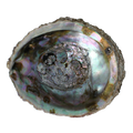 Alchemia Abalone schelpen 1 Stuks