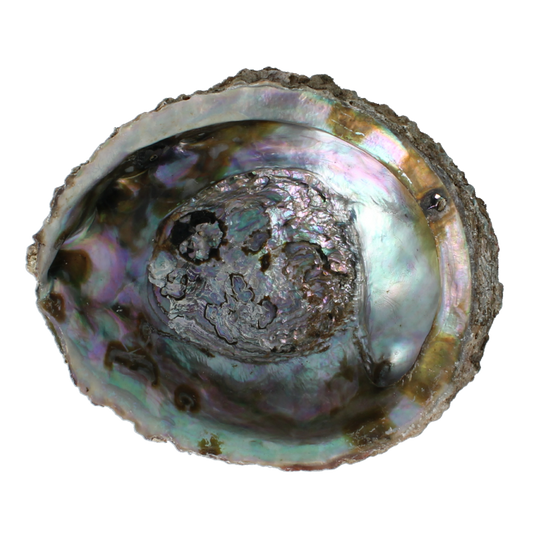 Alchemia Abalone schelpen 1 Stuks